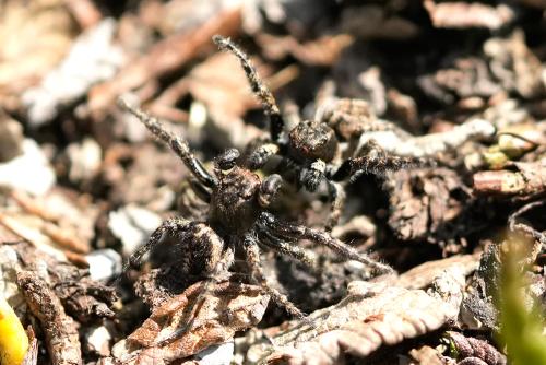 Pellenes lapponicus